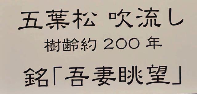 树龄八百年的盆景长什么样。这盆日本盆景展上的虾夷松告诉你！