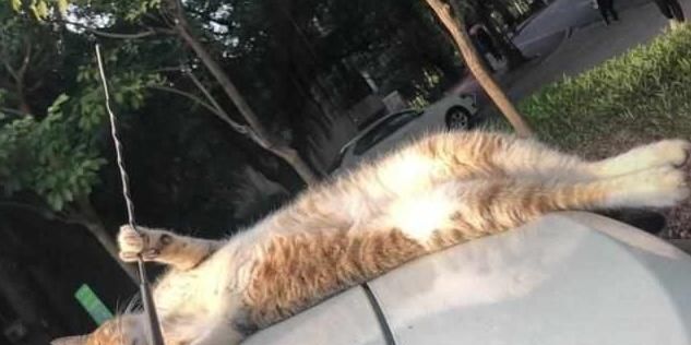 流浪猫在引擎盖上睡觉，摔了一次之后竟然用爪抓着天线，太萌了！