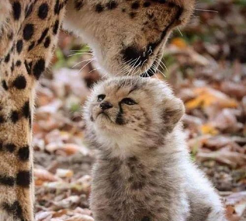 豹妈妈在帮小豹子舔毛,可能太用力了,被拍到这一幕