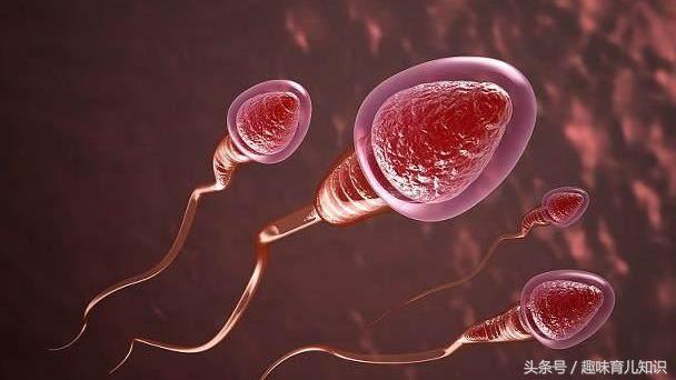 美女每月排一颗卵子,却想生双胞胎,做到这几点