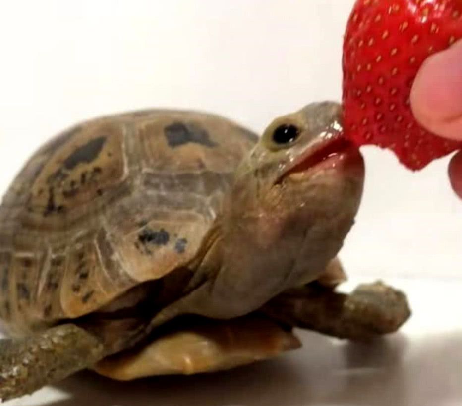 小乌龟吃到一个草莓,胃口大开越吃越来劲,