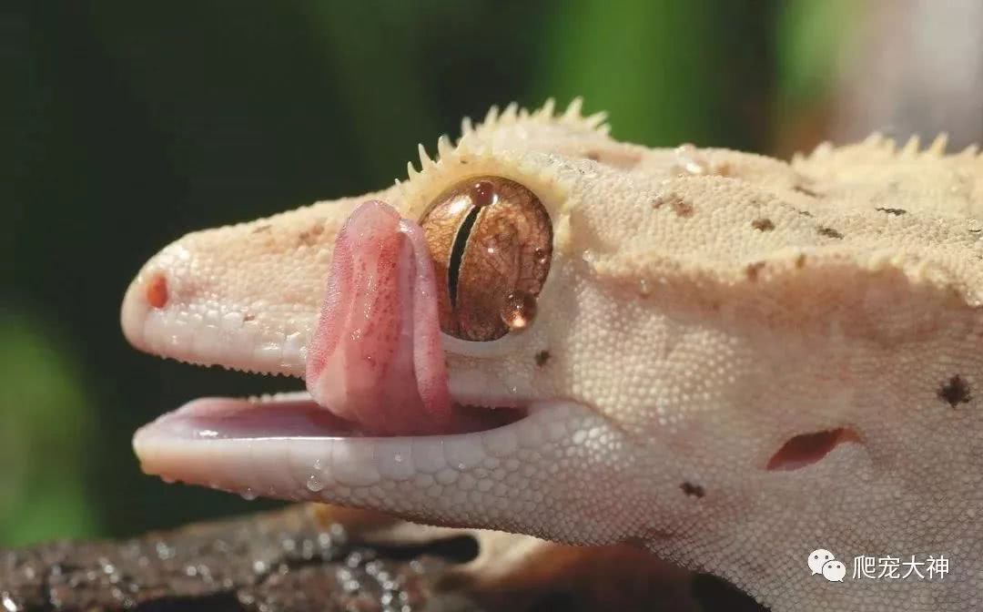 尾巴