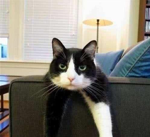 为什么奶牛猫有“喵界哈士奇”之称?