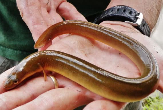 终于来到淡水区域,在河流里生长期间的鳗鱼叫做 黄鳗(yellow eel),这