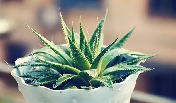 芦荟也能年年爆盆,怎么做到的?