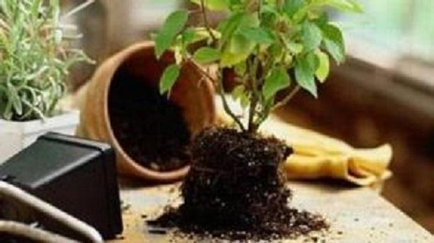 换土这些要点不知道？怪不得黄叶“找上门”，花卉“死翘翘”！