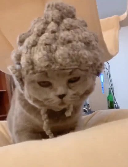 帽子,模样独特引人注意,网友:那是肉髻吗?