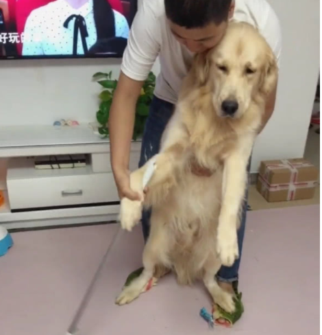 金毛犬老爱翻垃圾桶,于是主人就罚它扫地,大家