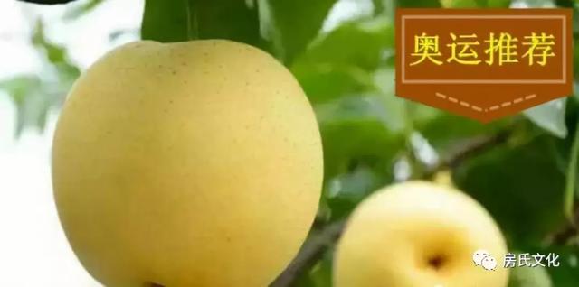 方城博望房氏黄金梨 值得用一年时间等待这一