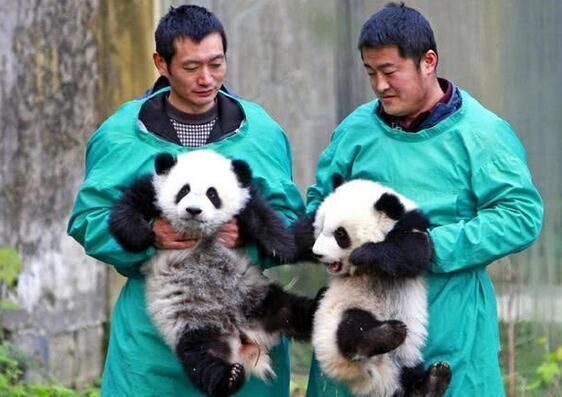 人人都想当熊猫饲养员，你知道他们月薪多少吗？说了你不信！