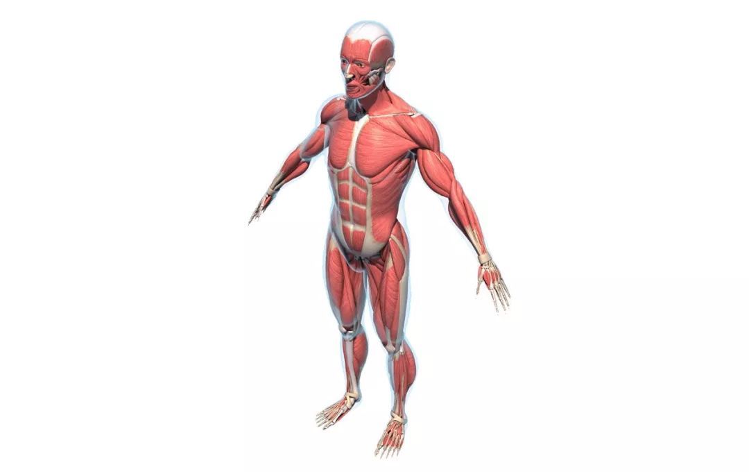 运动解剖APP-健身，运动解剖学与动作技巧详解