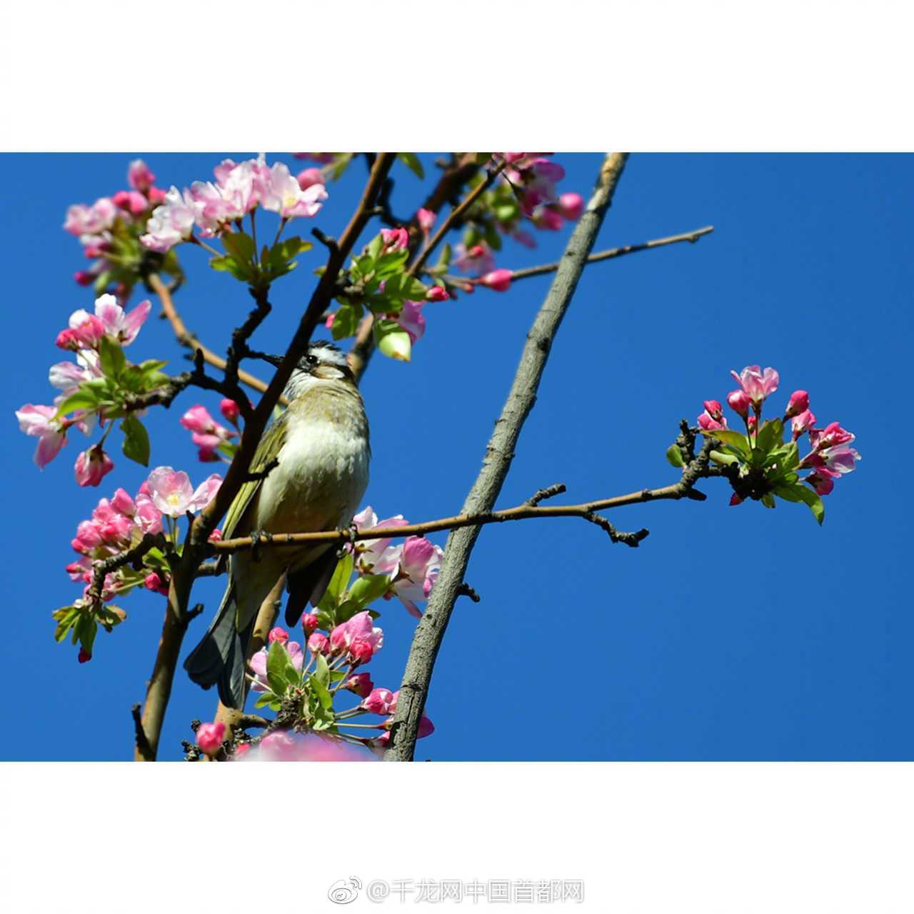 秋场莉绪——探索网络上的免费观看与在线视频信息