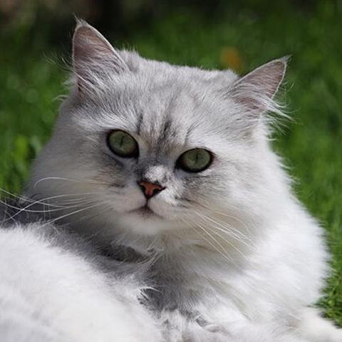 金吉拉可以吃猪肉吗?