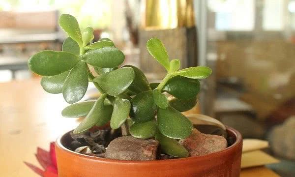 玉树这种多肉植物被称作是"厚脸皮",并不是无中生有的