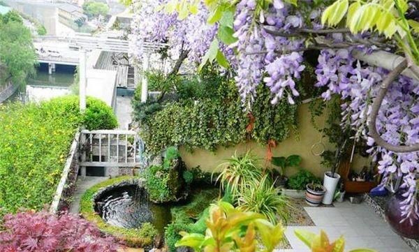 屋顶花园,种这4种植物,爬藤多开花多,好养