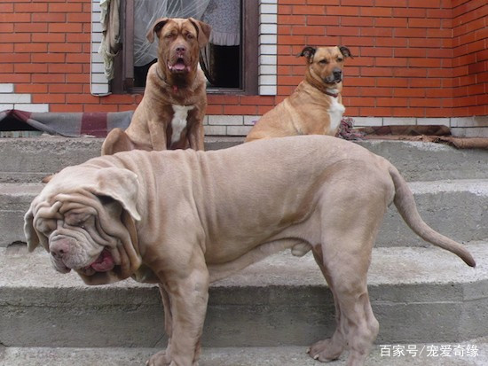 隐藏在大山深处的中国比特犬，斗犬中的杀手，完爆美国比特