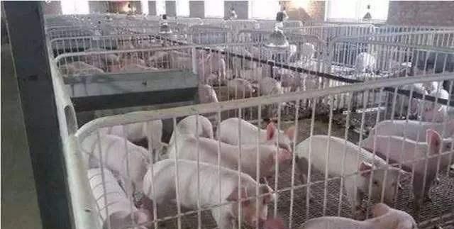 猪场使用生石灰消毒真的有作用吗？