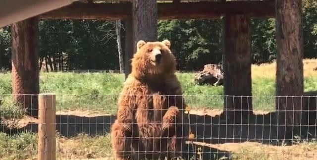 技多不压身,胖棕熊练就的技能,让人大跌眼镜