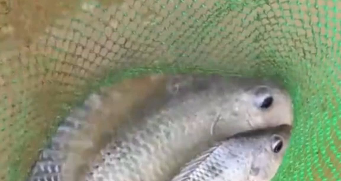 美国排名第一的淡水鱼,肉多刺少,为什么中国人