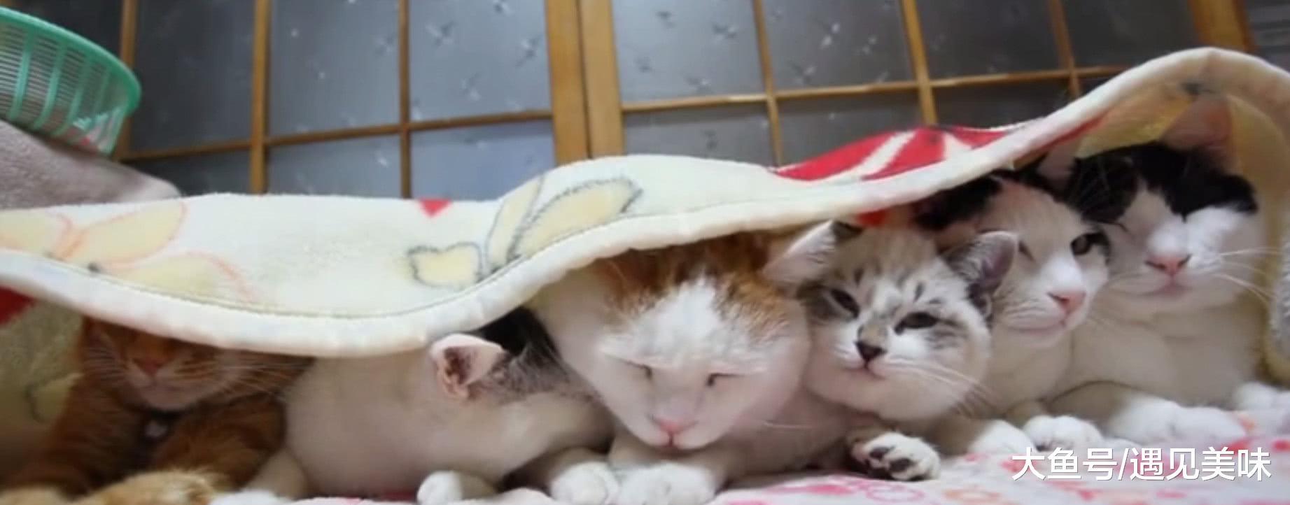 六只猫咪井然有序地排成一排, 趴在被子下面睡大觉, 画面令人暖心