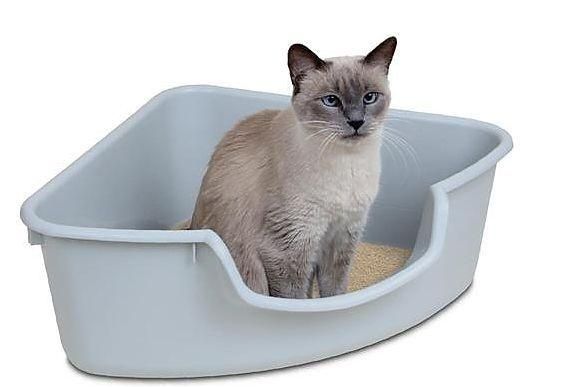 猫咪尿频并带有血迹?很有可能是尿路疾病,铲屎