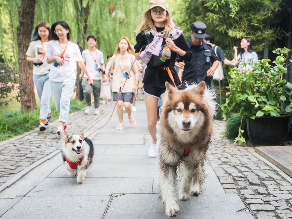 王思聪爱犬王可可坐豪车出席活动 大批粉丝围观拍照