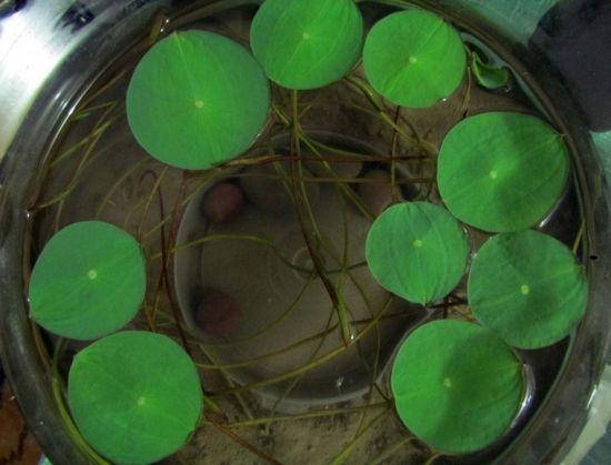 水仙是冬春季节室内常见的开花植物了