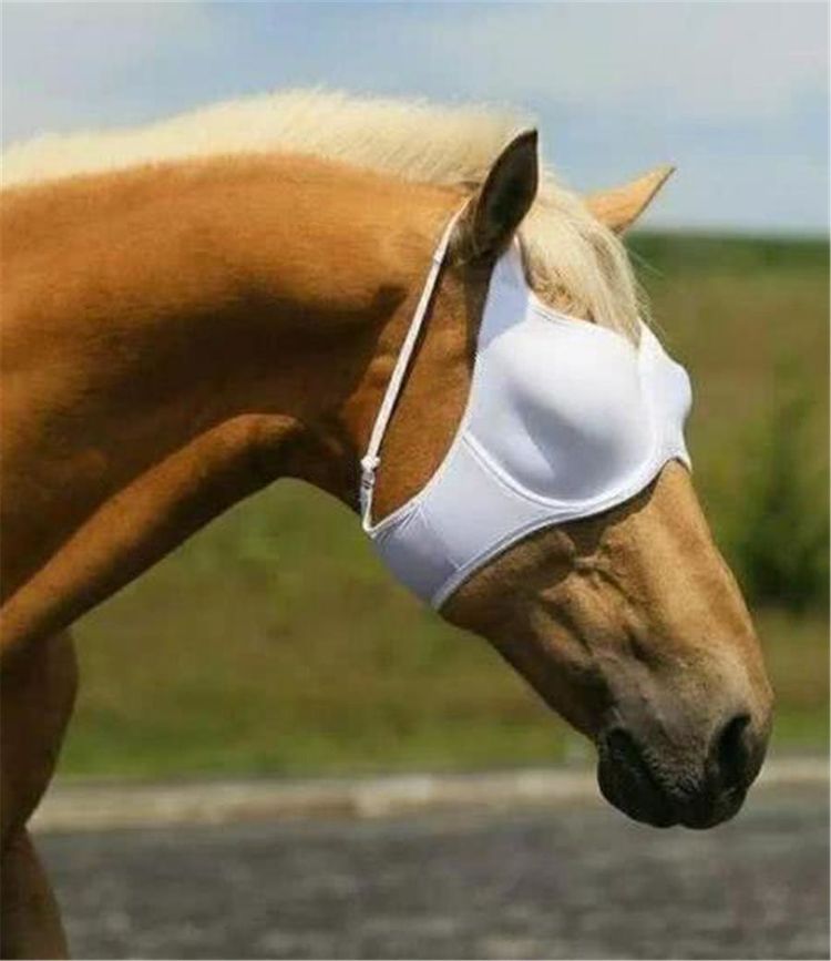 遮眼骑马猜成语_看图猜成语(3)