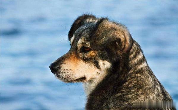 最好养的中型犬,适合家养的中型犬都在这里