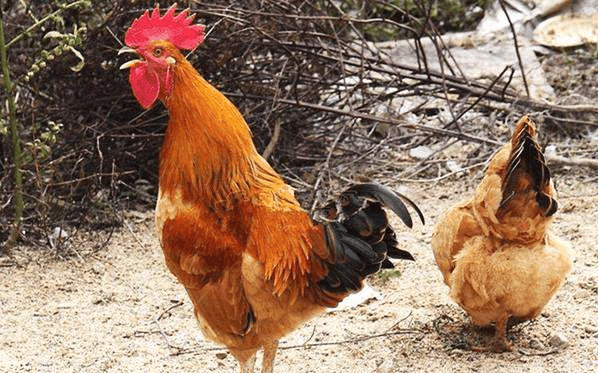 老人常说:“母鸡学公鸡叫,立刻要杀掉”,这种说法从何而来?|母鸡|公鸡