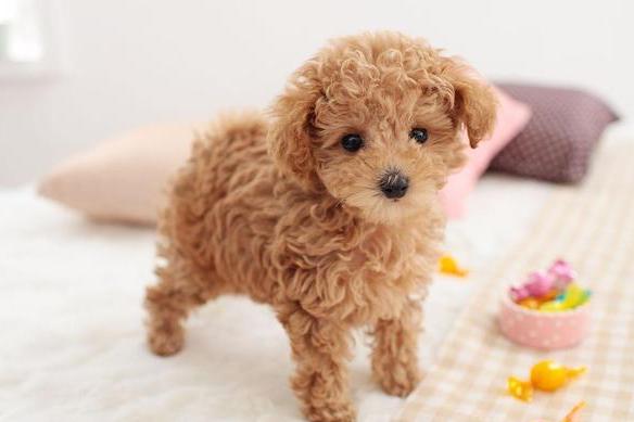 贵宾犬各种训练方法，坐下，敬礼，让你的狗狗与众不同
