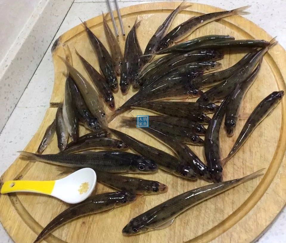 长江钓鱼，野钓船丁鱼的详细教学方案，爆钓几十条长江野生船丁鱼|长江|串 