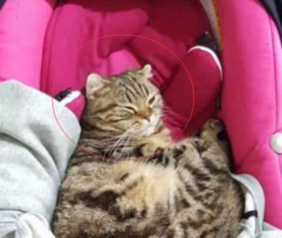 猫咪死死望着小主人,吓得主人抱起宝宝离开,却不知正合猫意!