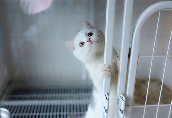 猫咪病毒性上呼吸道感染怎么办,猫咪病毒性上