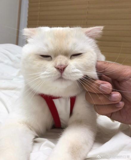猫咪总是一脸嫌弃和无奈,把自己活成了表情包