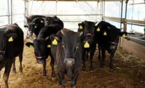 日本独有的食材,饲养过程中不仅会放音乐,还会定时按摩?