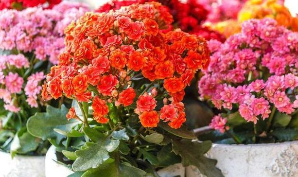 养花肥料不用买,教你3招自制养花肥,省钱管用花卉长的旺