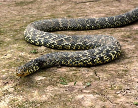 蛇窝！广东一仓库发现16条眼镜蛇，幼蛇被抓，母蛇会...