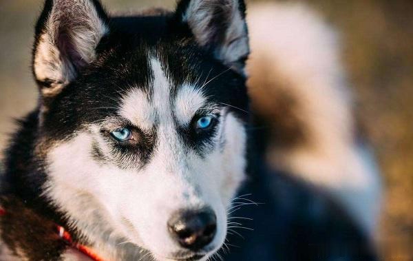 最好养的中型犬,适合家养的中型犬都在这里