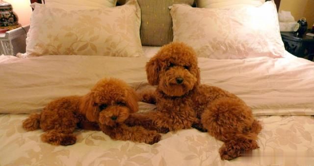 新手要如何正确的去饲养一只贵宾犬？来看看宠物店老板怎么说