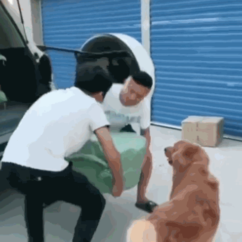 两个人都抬不动的货物,被金毛一口给拖了出去,主人:鸡腿拿来!