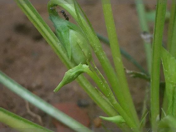 紫花地丁的奥秘