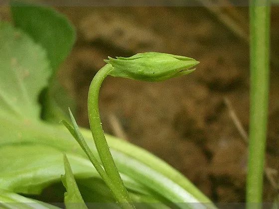 紫花地丁的奥秘