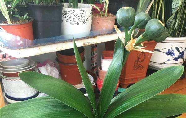 君子兰花后要不要让结种子?结种子有哪些优缺点