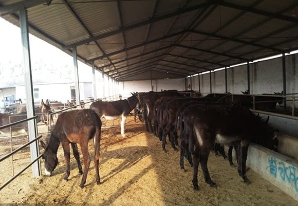 农村养殖致富门路,这四种小本项目可大胆做,最