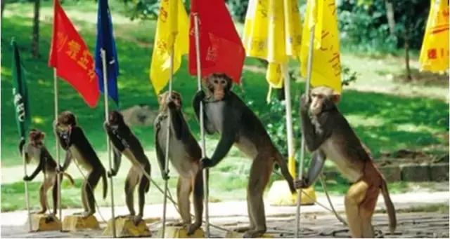 人猴同乐:温暖天堂,海南南湾猴岛!