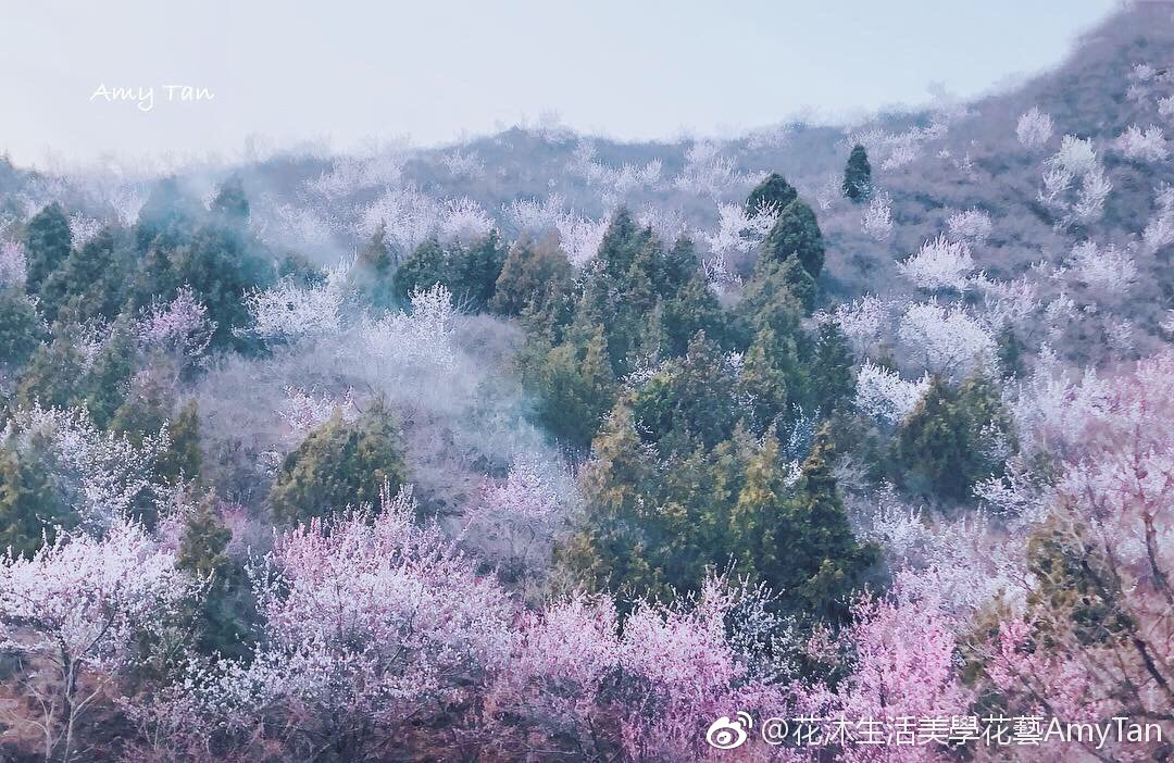 北京懷柔漫山遍野的粉紅桃花