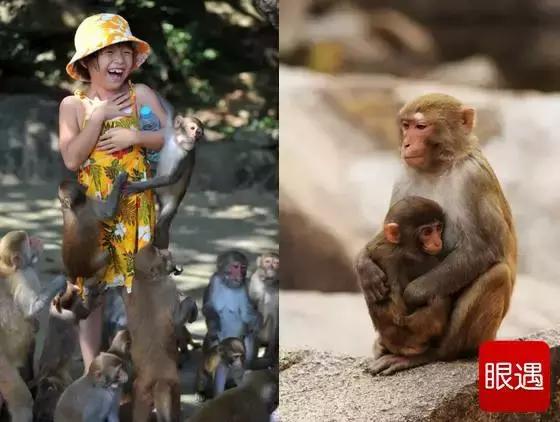 人猴同乐:温暖天堂,海南南湾猴岛!