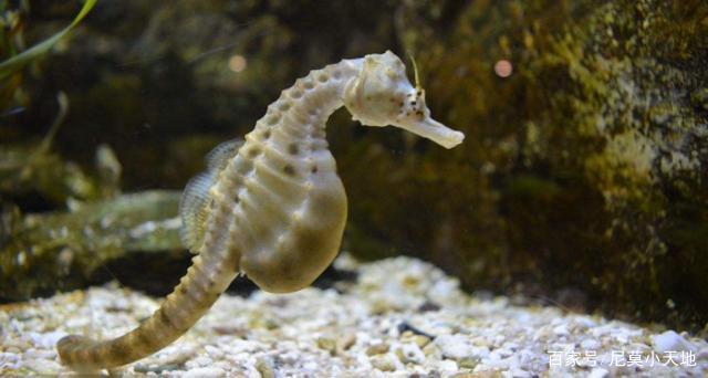 海马爸爸究竟是怎么怀孕?听听专家怎么说,看完感叹太神奇!|海马|怀孕|尼莫