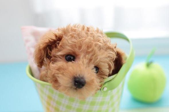 贵宾犬各种训练方法，坐下，敬礼，让你的狗狗与众不同